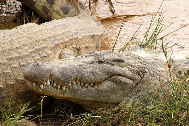 Crocodiles Sunbathing Along The Ewaso Nyiro River